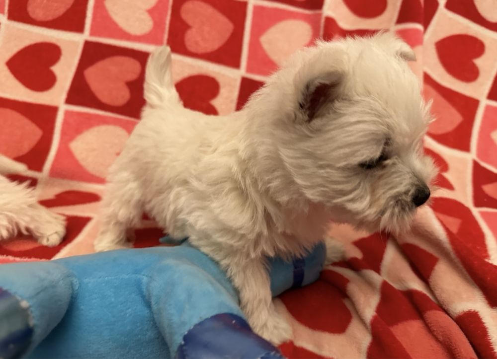 West Highland white terrier
