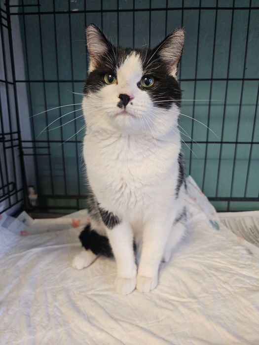 Oreo uroczy kocurek szuka domku.