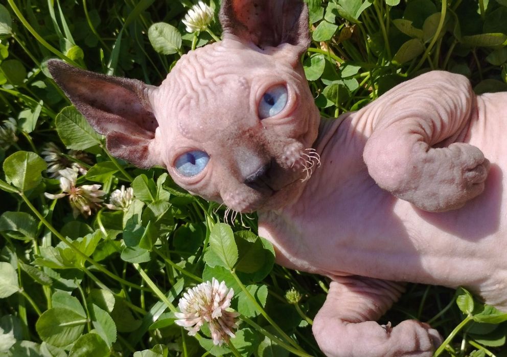 Продається канадський сфінкс