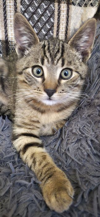 Oddam kotka w dobre ręce