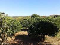Terreno Rústico de 6725 m2, situado em Santo Estevão a escassa distânc