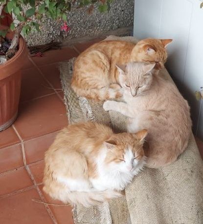 Отдам кота,віддам котика,