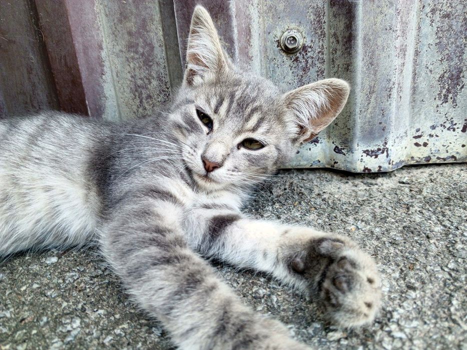 Віддам чудових кошенят