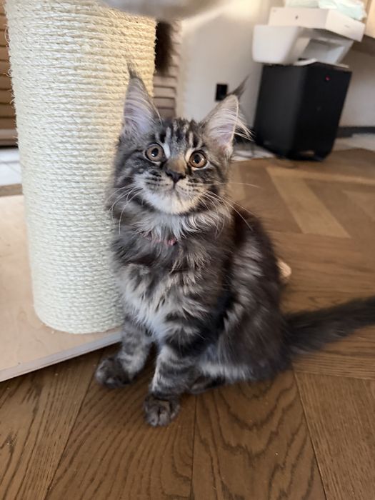 Piękna kotka Furia Maine Coon