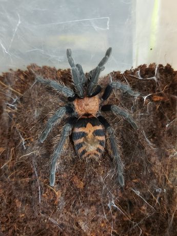 Павук davus fasciatum самець 3 см, паук