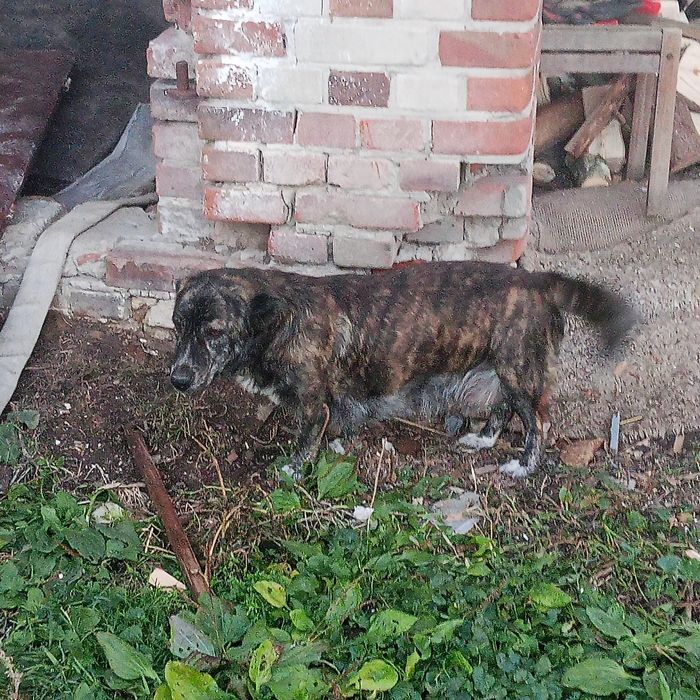 Pieski do oddania (na następnych zdjęciach są wolne pieski do oddania)