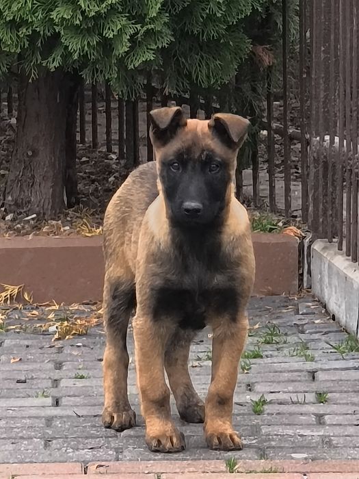 Owczarek belgijski Malinois