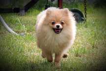 Szpic Miniaturowy Pomeranian ZkwP FCI