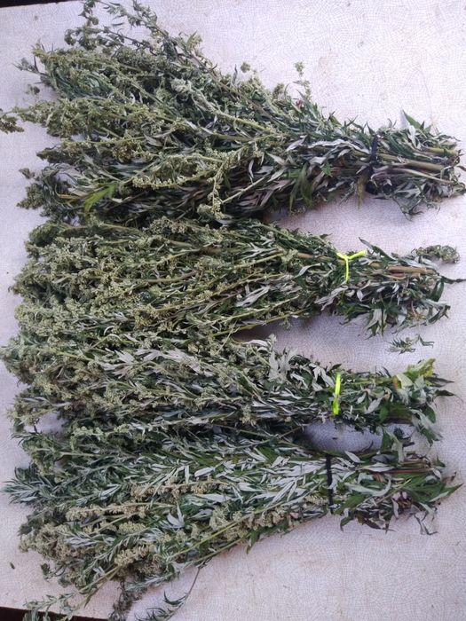 Хобби отдых спорт віники баня сауна м'ята  полин