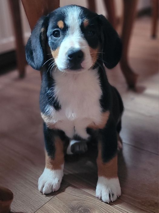 Entlebucher Szwajcarski Pies Pasterski FCI