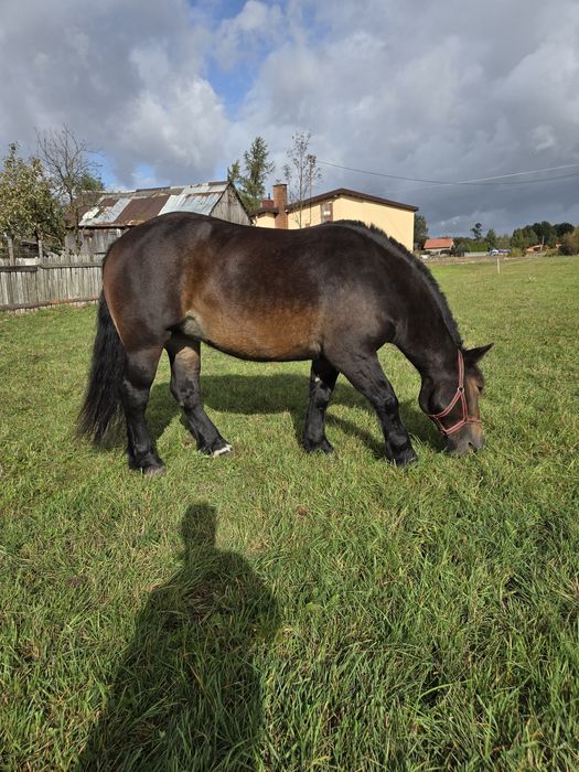 Sprzedam Klacz Zimnokrwistą
