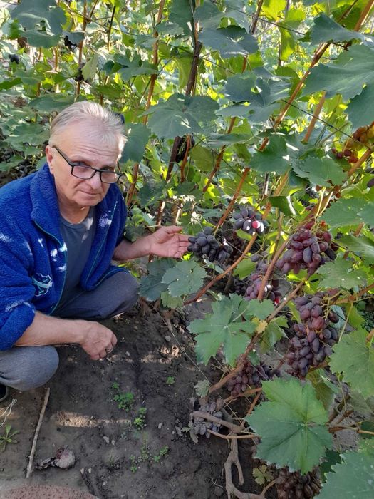 Саджанцi винограда з гроною