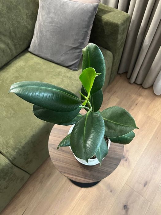 Фікус каучуконосний від 0,5