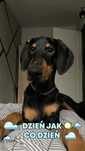 Doberman rasowy z metryczką oddam