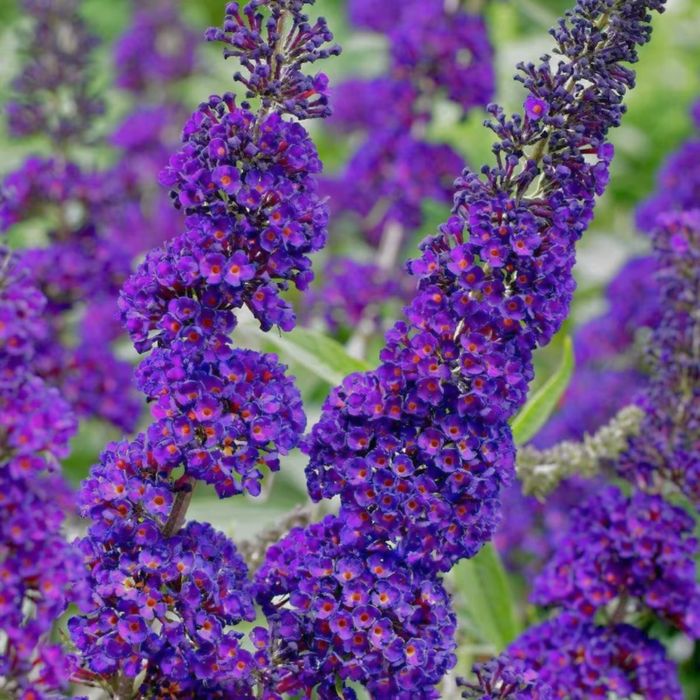 Budleja Dawida 2 sztuki