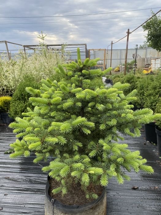 Голубая ель