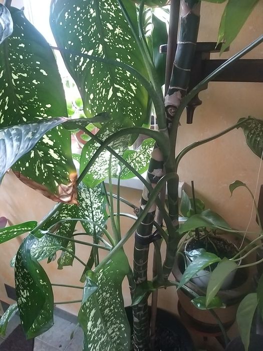 Dieffenbachia duży kwiatek 2.30cm