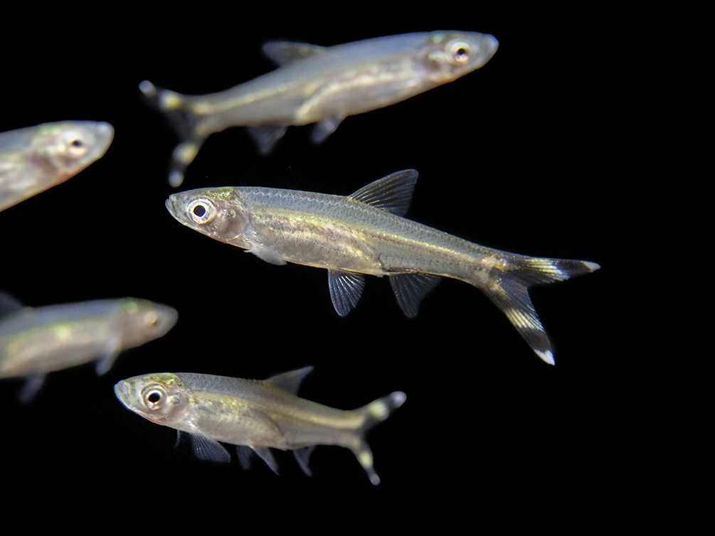 Razbora szklista- Rasbora trilineata - dowóz, wysyłka