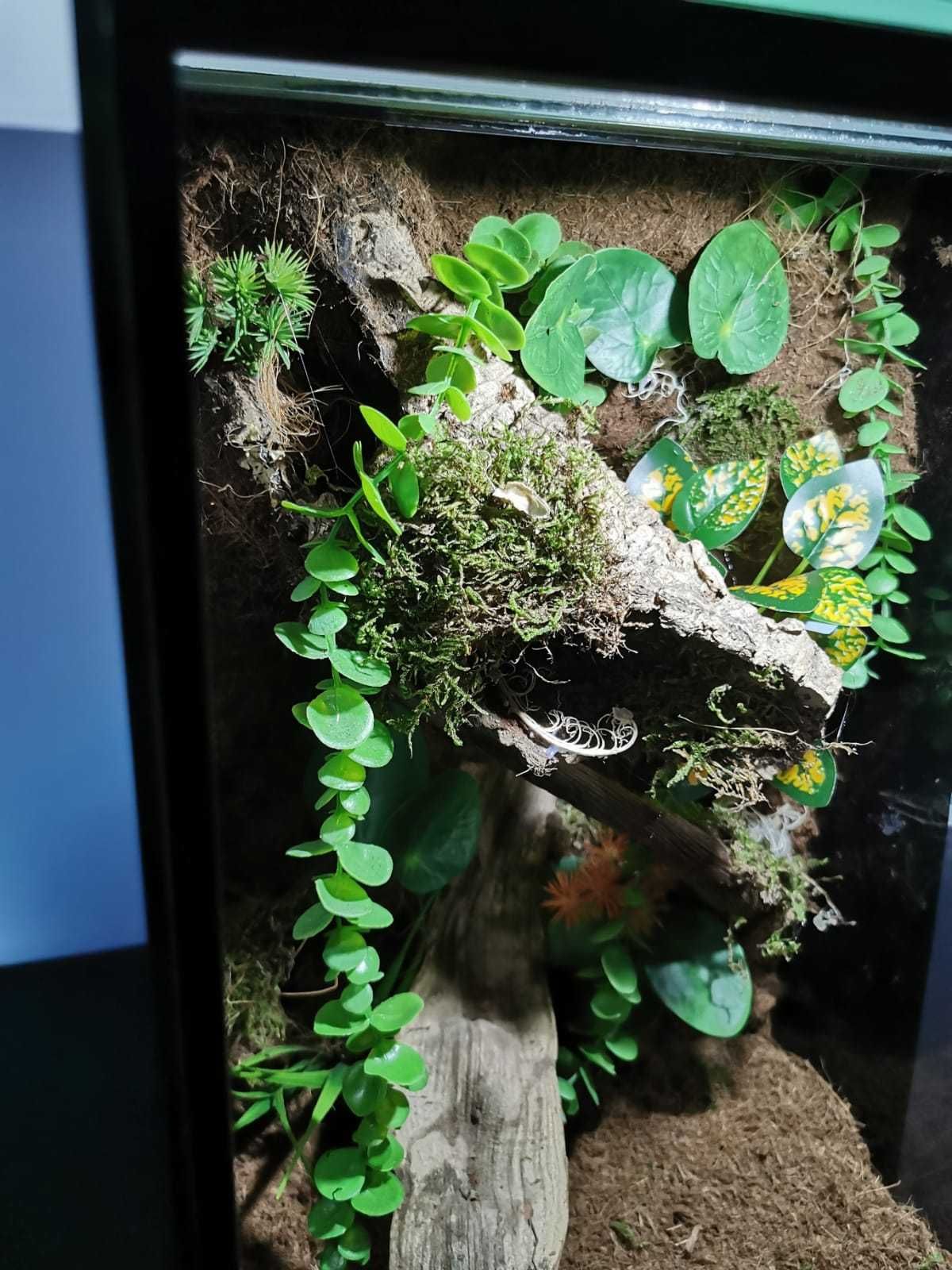 Terrarium 50x35x35cm Gekon Pająk Wąż Nowe 2szt