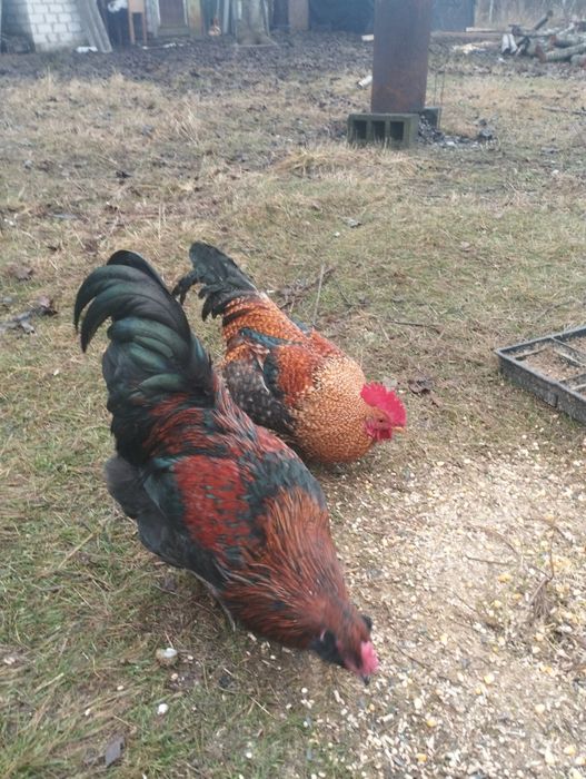 Питухи,Амераукана,и битнамцы.