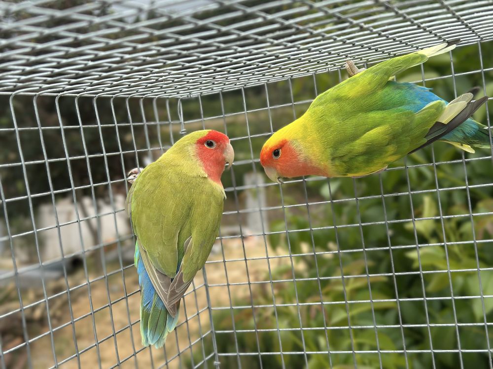 Agapornis roseicollis Longfeather