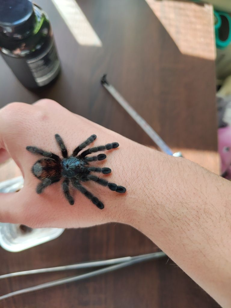 Caribena versicolor 3-4dc