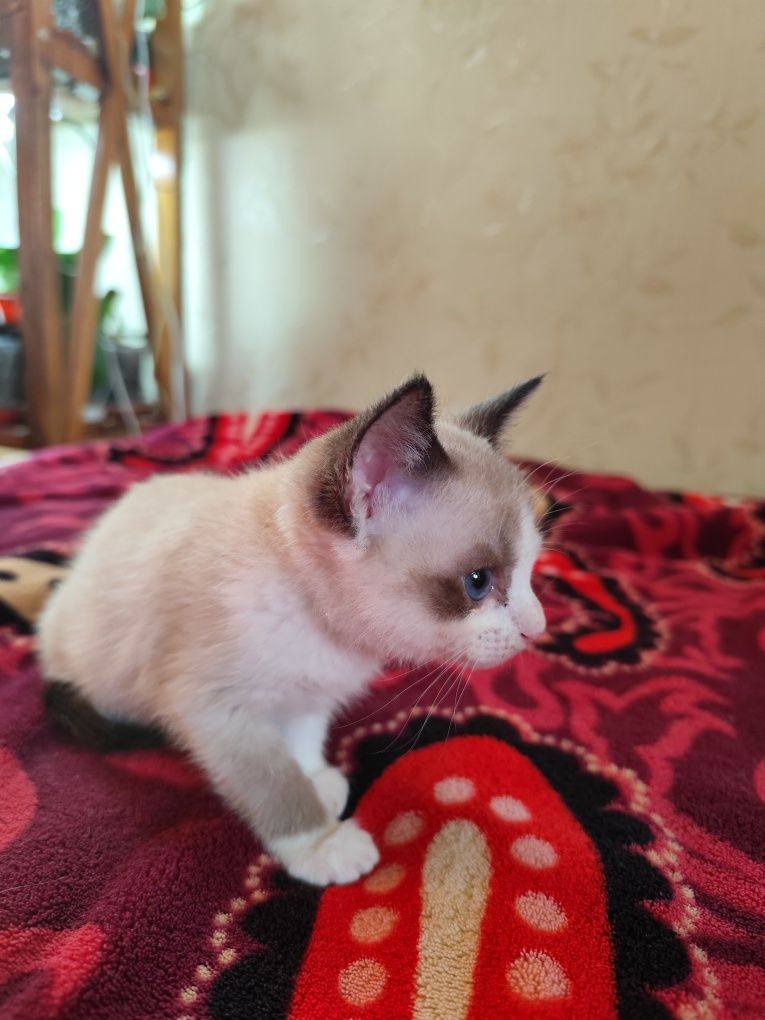 Сіамські кошенята