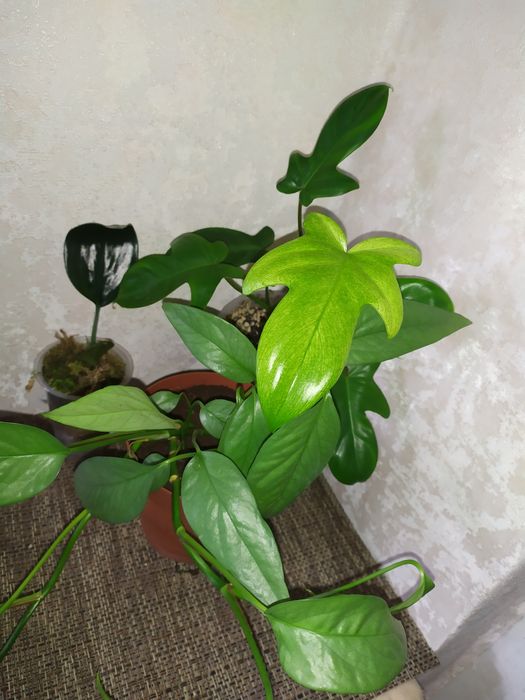 Ароидные (филодендрон, эпипремнумы)