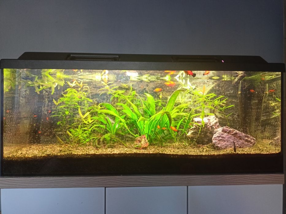 Akwarium 150L  komplet używane likwidacja zbiornika