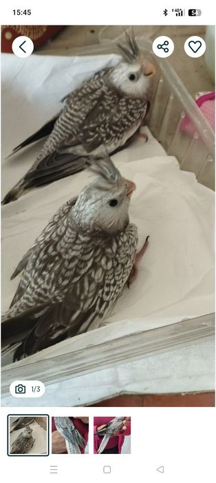 Aves domesticadas,caturras,loris desde