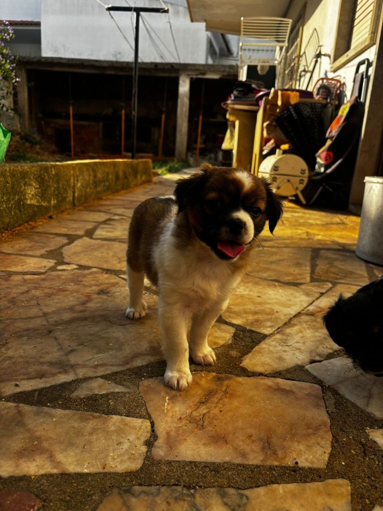 Cães para adoção