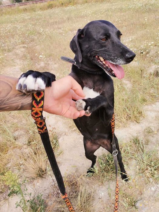 Luna - mix Wyżeł; mądra, łagodna i delikatna