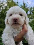 Suczka Lagotto Romagnolo FCI – po pracujących rodzicach