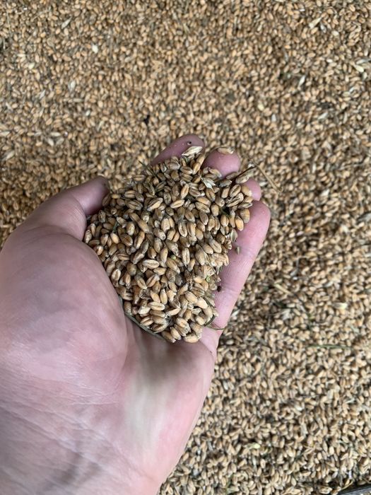 Pszenica ozimna 2025