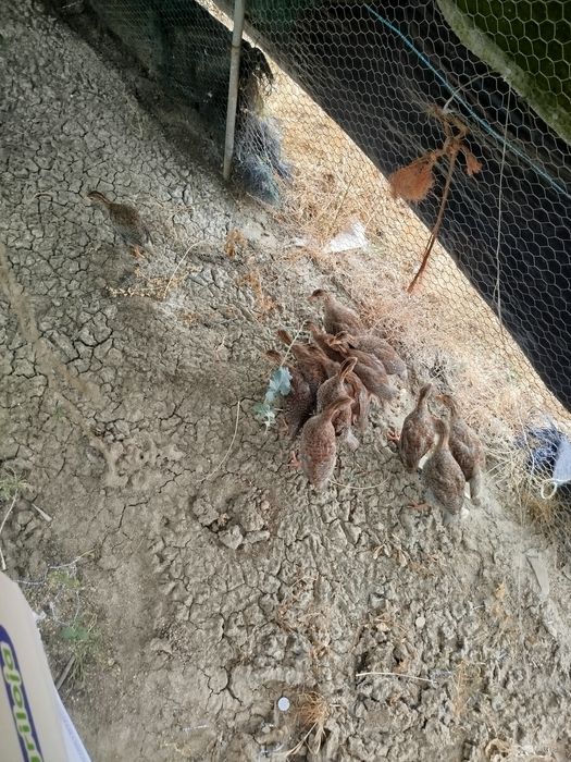 Vende se fracas do campo