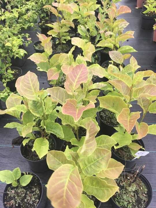 Magnolia l. 'Nigra' w donicy 2l