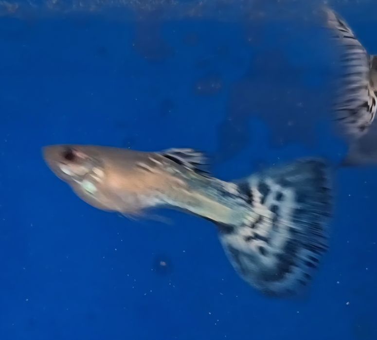 Guppy cobra azul