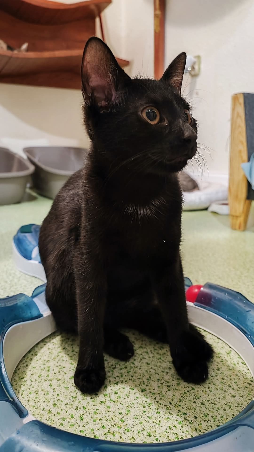 Kilkumiesięczne kociaki w dobre ręce do adopcji