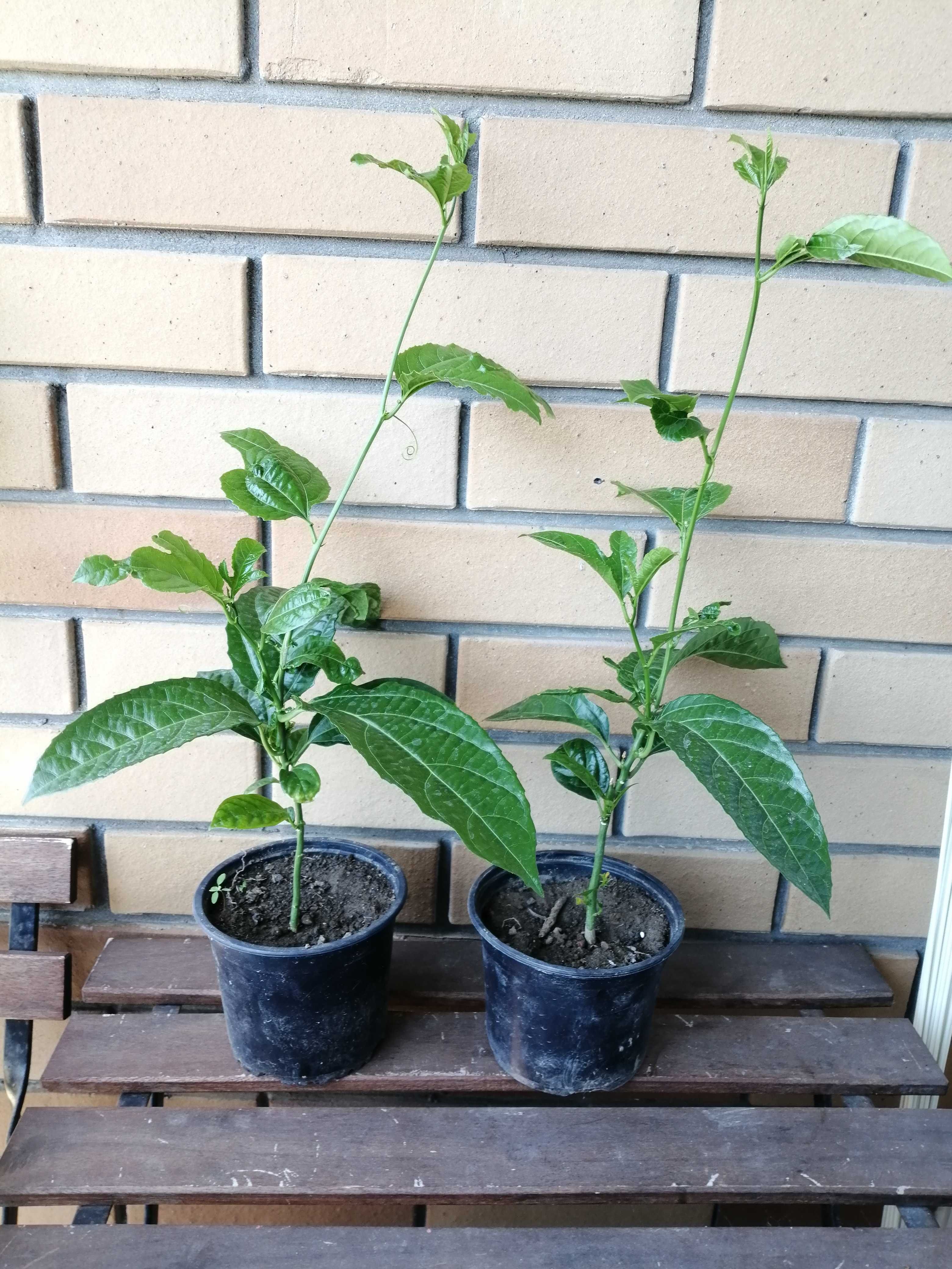 Plantas de maracujá roxo