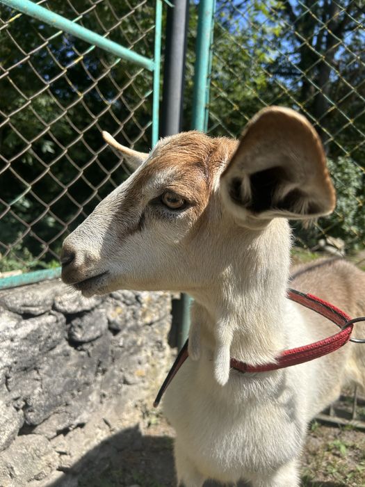 Продам породистих кіз