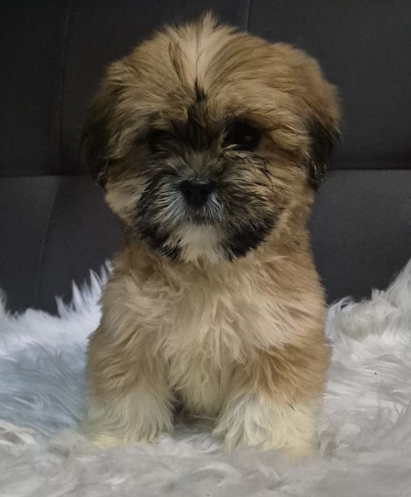 Suczka  lhasa apso