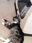 Kocurki do adopcji