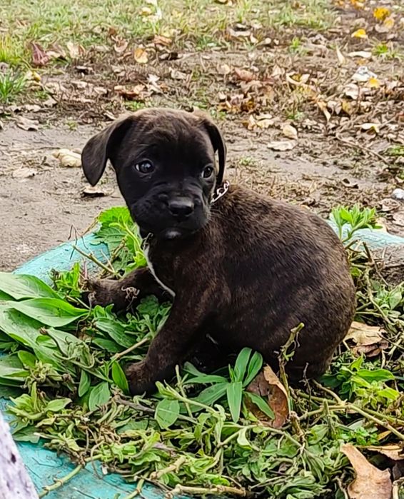 Остался один!!! Французский v/s терьер