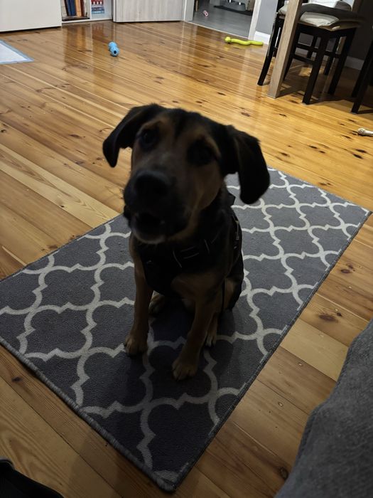 Oddam psa w dobre ręce !