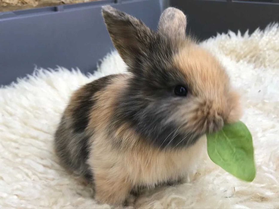 Coelhos anões mini+Gaiola Nova +alimentação adequada