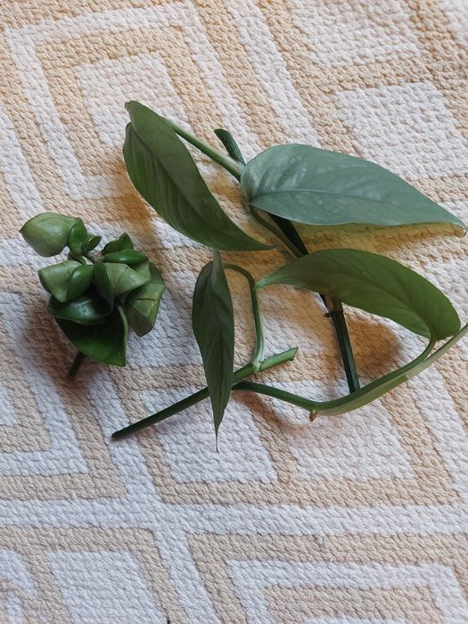 Hoya i cebu blue dla Pani Agnieszki