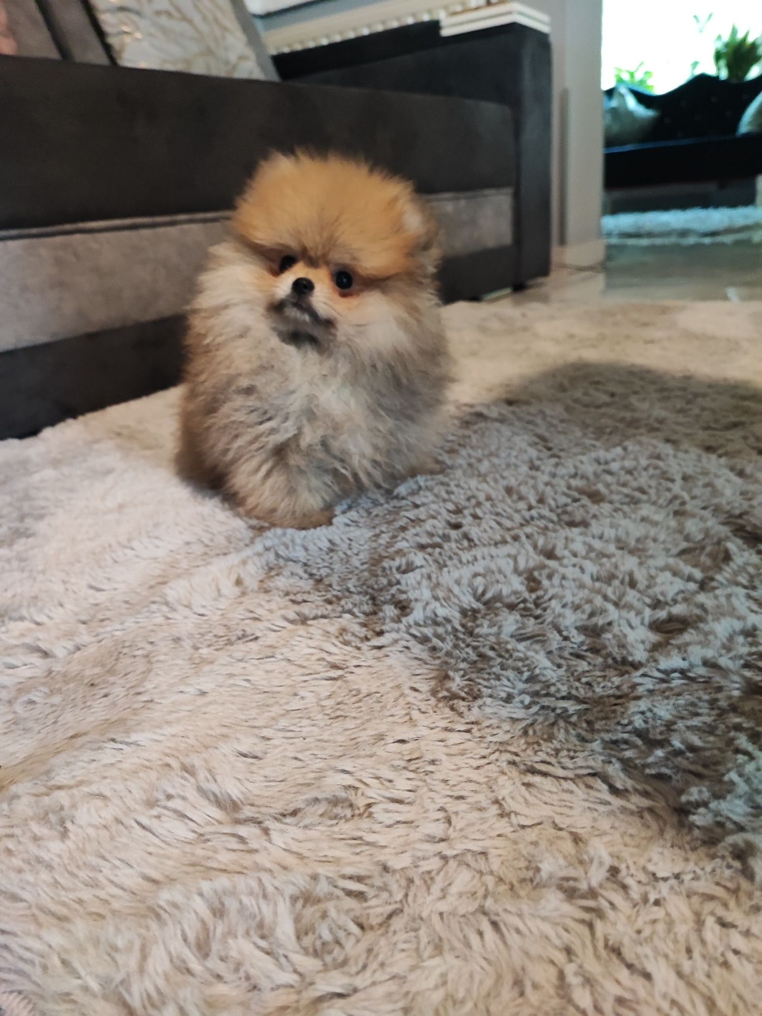 Pomeranian suczka typ misia