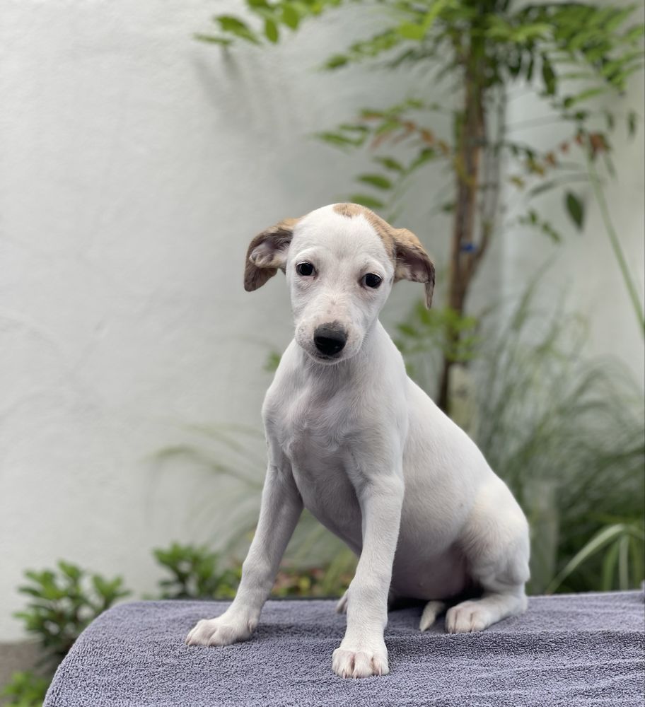 Whippet ZKwP dziewczynka super kolor Revirado FCI
