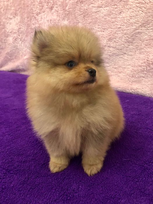 Lulu da Pomerânia Olhos Claros