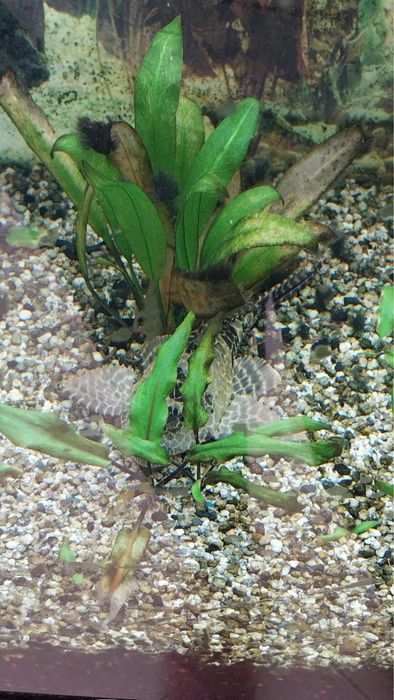 Aquario com peixes e plantas naturais